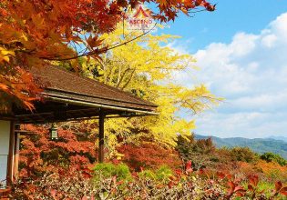NGÀY 05: SAPPORO – NEW CHITOSE - HÀ NỘI                                   