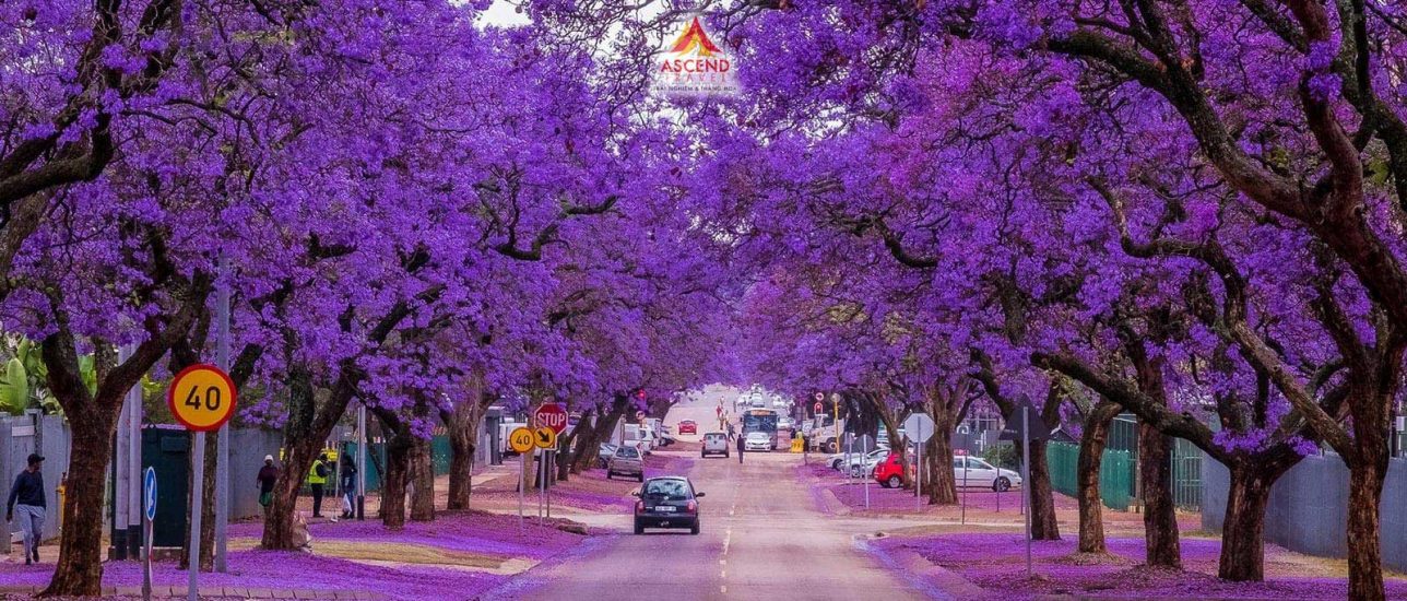Du lịch Nam Phi - mùa hoa Phượng Tím