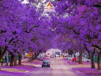 Du lịch Nam Phi – mùa hoa Phượng Tím
