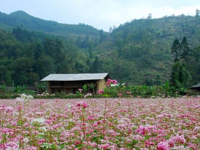 Du lịch Hà Giang Mùa Hoa Tam Giác Mạch