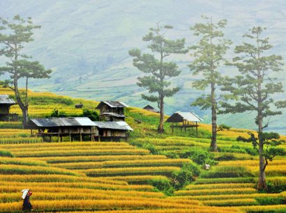 Du lịch Mù Cang Trải Mùa Lúa Chín
