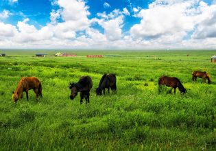 NGÀY 05: KHU SINH THÁI DAOYU – THỦY ĐỘNG CÂU – CÔNG VIÊN LANSHAN 