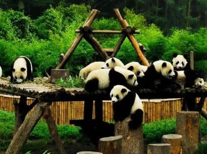 HÀ NỘI – THÀNH ĐÔ – TRÙNG KHÁNH – CỬU TRẠI CÂU – CV GẤU TRÚC
